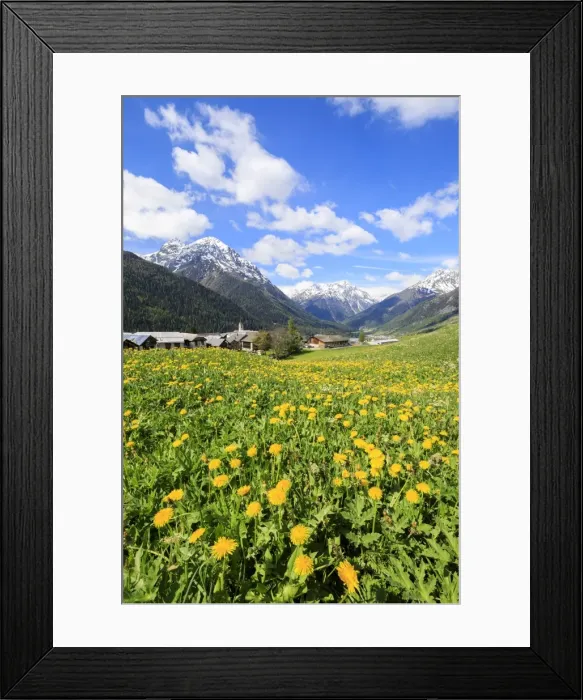 Framed Print : Yellow flowers framed by snowy peaks around the village of Guarda, Inn District, Engadine Framed Print : Yellow flowers framed by snowy peaks around the village of Guarda, Inn District, Engadine