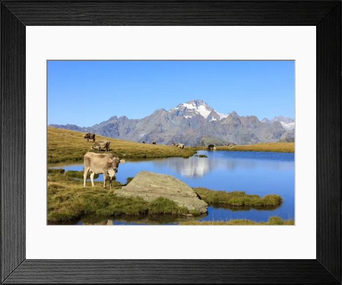 Framed Print : Cows grazing on the shore of Lakes of Campagneda, Malenco Valley, Province of Sondrio Framed Print : Cows grazing on the shore of Lakes of Campagneda, Malenco Valley, Province of Sondrio