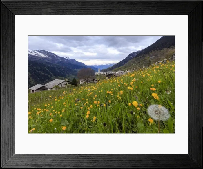 Framed Print : First lights of dawn on meadows of yellow flowers, Soglio, Maloja, Bregaglia Valley