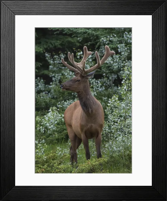 Framed Print : Bull Elk with velvet covered antlers in Jasper National Park, UNESCO World Heritage Site Framed Print : Bull Elk with velvet covered antlers in Jasper National Park, UNESCO World Heritage Site