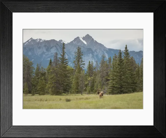 Framed Print : Elk with Rocky Mountains in the background, Jasper National Park, UNESCO World Heritage Site Framed Print : Elk with Rocky Mountains in the background, Jasper National Park, UNESCO World Heritage Site