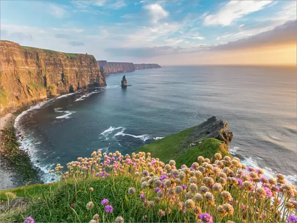Cliffs of Moher at sunset, with flowers in the foreground, Liscannor, County Clare