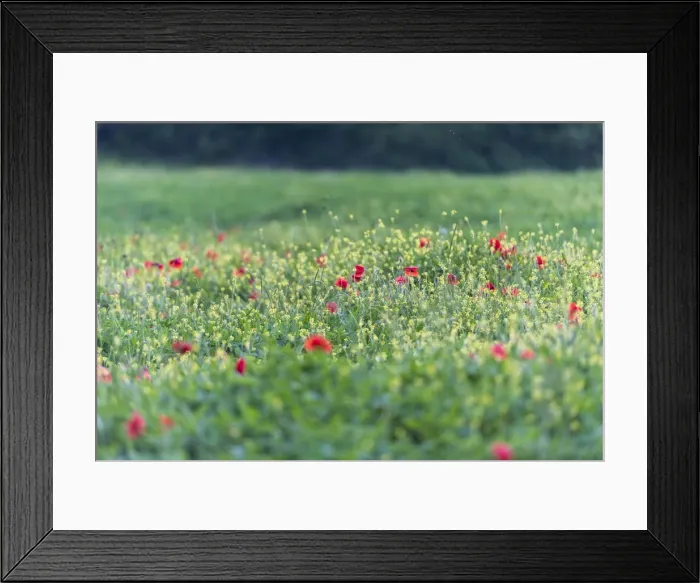Framed Print : Poppies blooming in the fields, Umbertide, Umbria, Italy, Europe Framed Print : Poppies blooming in the fields, Umbertide, Umbria, Italy, Europe