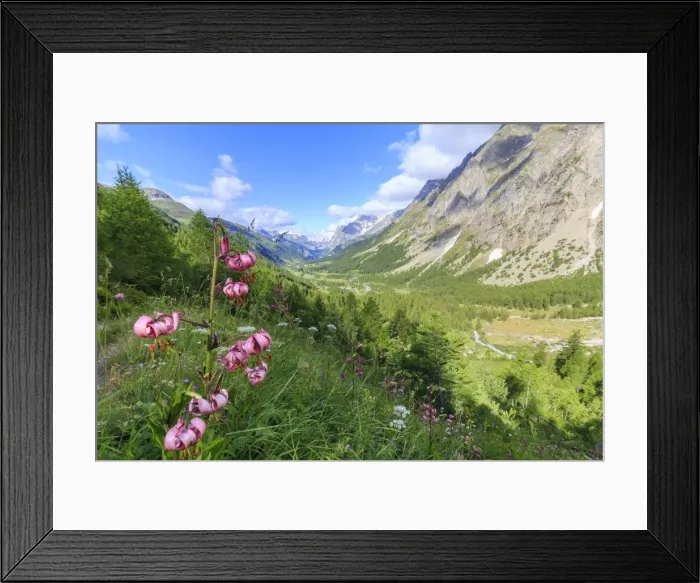 Framed Print : Lilies blooming in Val Ferret (Ferret Valley), Courmayeur, Aosta Valley, Italy, Europe Framed Print : Lilies blooming in Val Ferret (Ferret Valley), Courmayeur, Aosta Valley, Italy, Europe