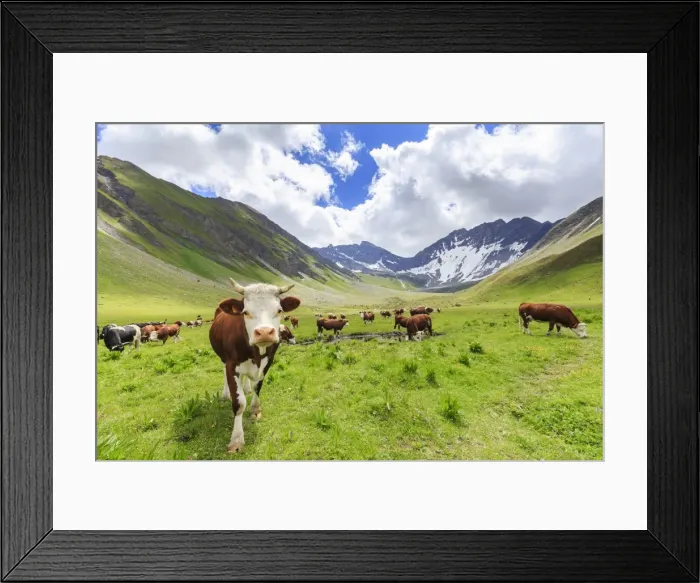 Framed Print : Cows grazing in Malatra Valley, Ferret Valley, Courmayeur, Aosta Valley, Italy, Europe Framed Print : Cows grazing in Malatra Valley, Ferret Valley, Courmayeur, Aosta Valley, Italy, Europe