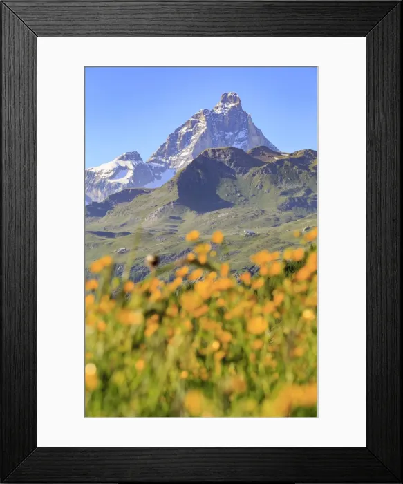 Framed Print : Summer blooms with the Matterhorn in the background, Cheneil, Valtournanche, Aosta Valley Framed Print : Summer blooms with the Matterhorn in the background, Cheneil, Valtournanche, Aosta Valley