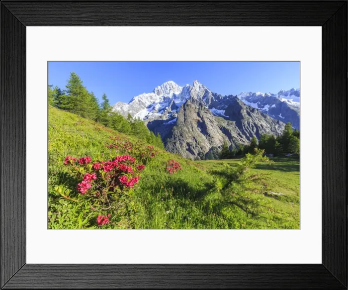 Framed Print : Rhododendrons in bloom in front of Mont Blanc, Veny Valley, Courmayeur, Aosta Valley Framed Print : Rhododendrons in bloom in front of Mont Blanc, Veny Valley, Courmayeur, Aosta Valley