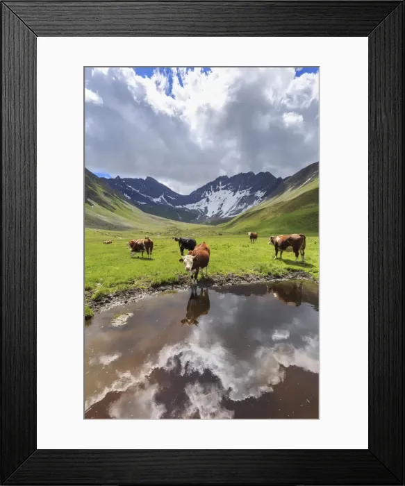 Framed Print : Cows drink in a puddle in the Malatra Valley. Ferret Valley, Courmayeur, Aosta Valley