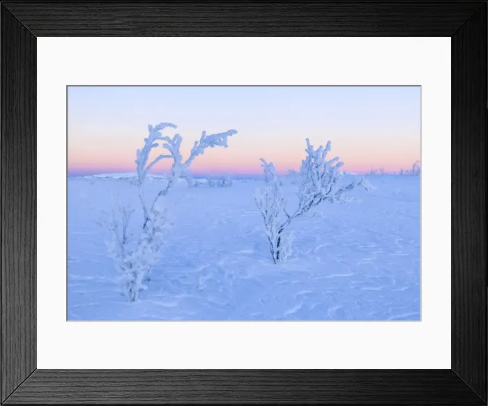 Framed Print : Plants ice encrusted in an uninhabited area of Lapland, Riskgransen, Norbottens Ian Framed Print : Plants ice encrusted in an uninhabited area of Lapland, Riskgransen, Norbottens Ian