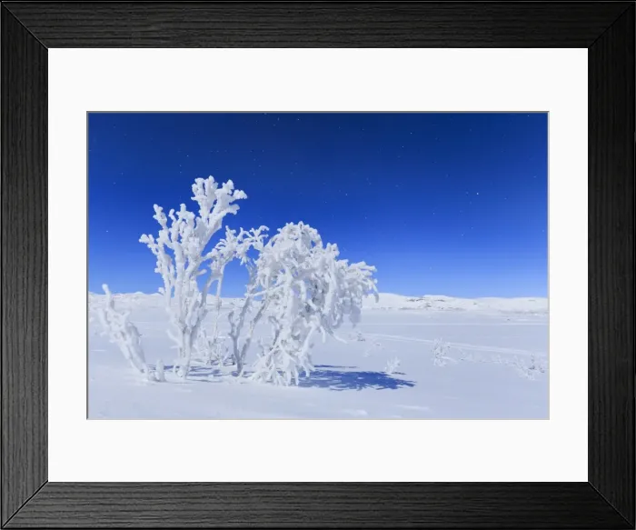 Framed Print : The full moon illuminates the snowy landscape, Riskgransen, Norbottens Ian, Lapland Framed Print : The full moon illuminates the snowy landscape, Riskgransen, Norbottens Ian, Lapland