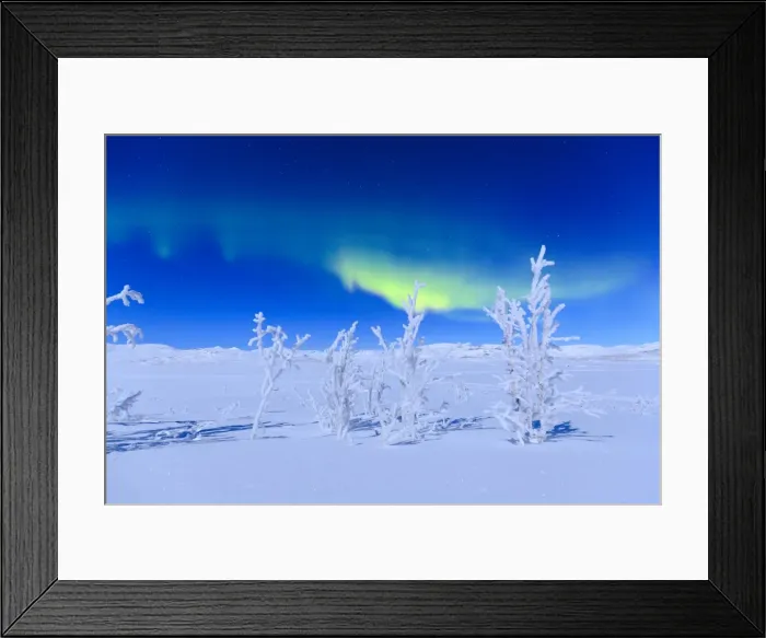 Framed Print : Northern lights turn green the night sky lit by the full moon, Riskgransen, Norbottens Ian Framed Print : Northern lights turn green the night sky lit by the full moon, Riskgransen, Norbottens Ian