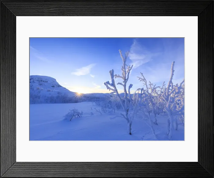 Framed Print : Last sun on frost plants, Riskgransen, Norbottens Ian, Lapland, Sweden, Scandinavia Framed Print : Last sun on frost plants, Riskgransen, Norbottens Ian, Lapland, Sweden, Scandinavia