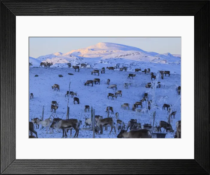 Framed Print : Reindeer grazing, Riskgransen, Norbottens Ian, Lapland, Sweden, Scandinavia, Europe Framed Print : Reindeer grazing, Riskgransen, Norbottens Ian, Lapland, Sweden, Scandinavia, Europe
