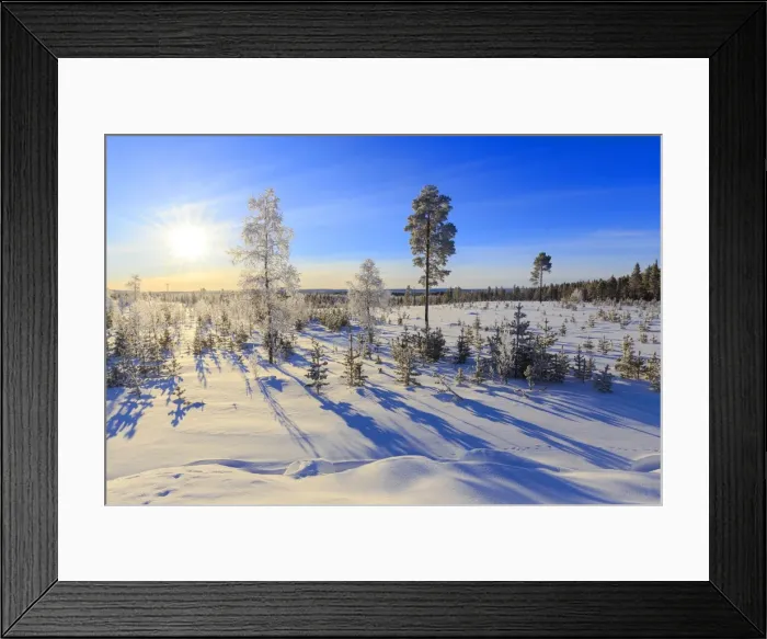 Framed Print : Vegetation covered with snow during the winter, Vittangi, Norbottens Ian, Lapland Framed Print : Vegetation covered with snow during the winter, Vittangi, Norbottens Ian, Lapland