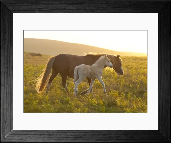 Framed Print : Welsh ponies and foals on the Mynydd Epynt moorland, Powys, Wales, United Kingdom, Europe Framed Print : Welsh ponies and foals on the Mynydd Epynt moorland, Powys, Wales, United Kingdom, Europe