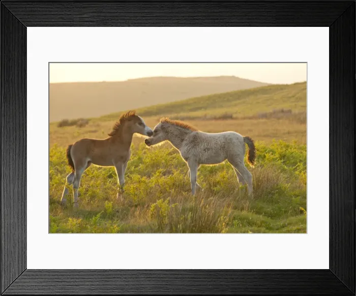 Framed Print : Welsh foals on the Mynydd Epynt moorland, Powys, Wales, United Kingdom, Europe Framed Print : Welsh foals on the Mynydd Epynt moorland, Powys, Wales, United Kingdom, Europe