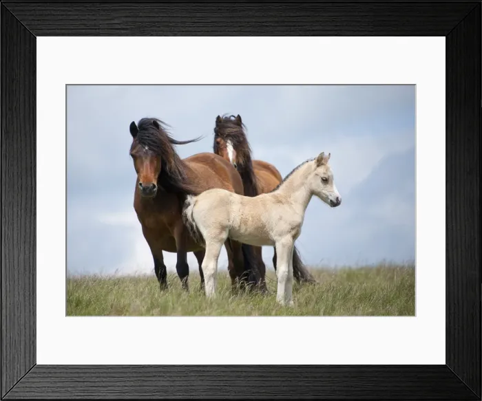 Framed Print : Welsh ponies and foals on the Mynydd Epynt moorland, Powys, Wales, United Kingdom, Europe Framed Print : Welsh ponies and foals on the Mynydd Epynt moorland, Powys, Wales, United Kingdom, Europe