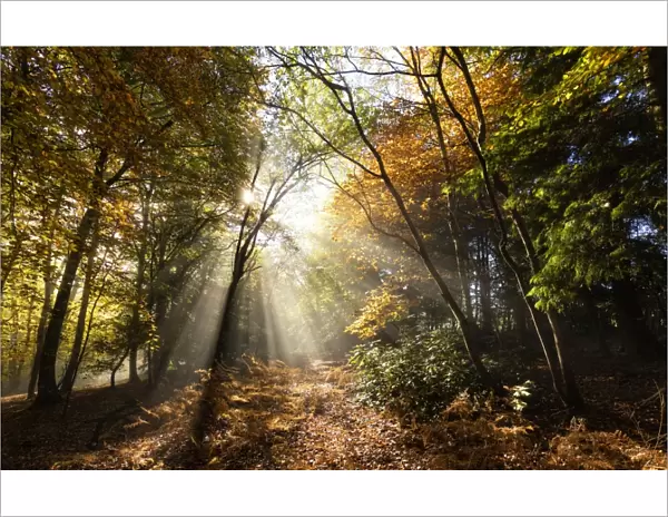 Sunbeams bursting through misty autumnal woodland, Limpsfield Chart, Oxted, Surrey