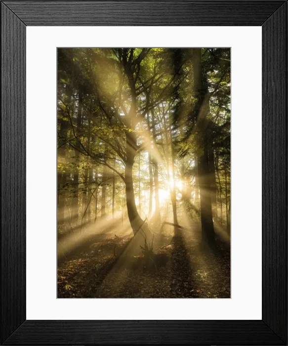 Framed Print : Sunbeams bursting through misty autumnal woodland, Limpsfield Chart, Oxted, Surrey Framed Print : Sunbeams bursting through misty autumnal woodland, Limpsfield Chart, Oxted, Surrey