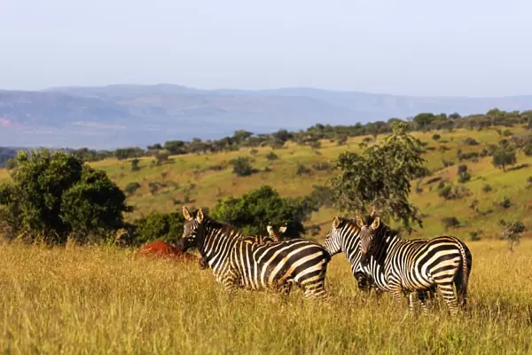 Burchells Plains zebra (Equus quagga), Akagera National Park, Kigali, Rwanda, Africa