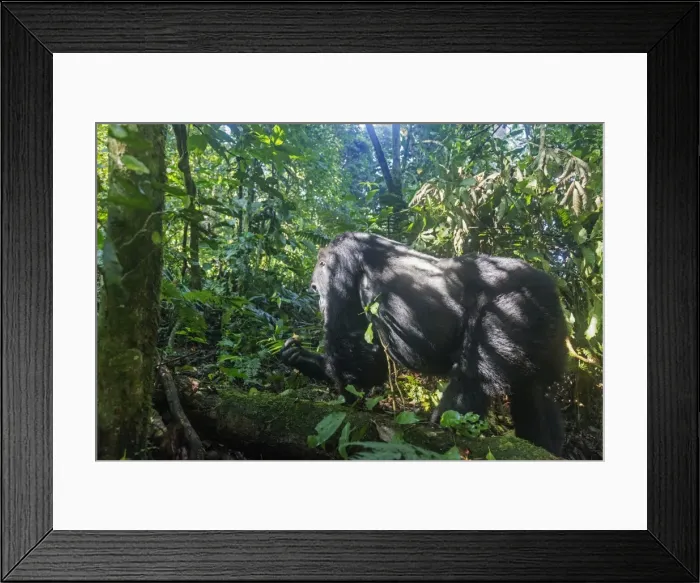 Framed Print : Kabukojo, dominant silver back gorilla (Gorilla gorilla beringei), Rushegura Group Framed Print : Kabukojo, dominant silver back gorilla (Gorilla gorilla beringei), Rushegura Group