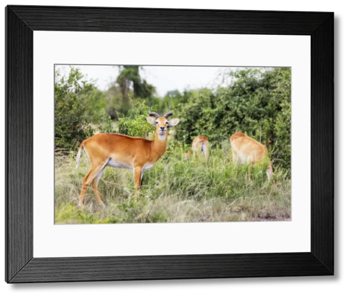 Framed Print : Ugandan Kob (Kobus kob thomasi), Queen Elizabeth National Park, Uganda, Africa Framed Print : Ugandan Kob (Kobus kob thomasi), Queen Elizabeth National Park, Uganda, Africa