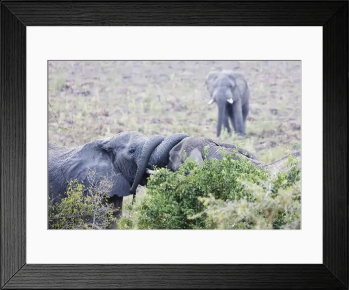 Framed Print : Ritual greeting of African elephant (Loxodonta africana), Queen Elizabeth National Park Framed Print : Ritual greeting of African elephant (Loxodonta africana), Queen Elizabeth National Park