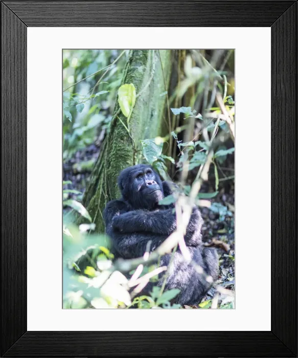 Framed Print : Gorilla, Rushegura Group, (Gorilla gorilla beringei), Bwindi Impenetrable Forest National Park Framed Print : Gorilla, Rushegura Group, (Gorilla gorilla beringei), Bwindi Impenetrable Forest National Park