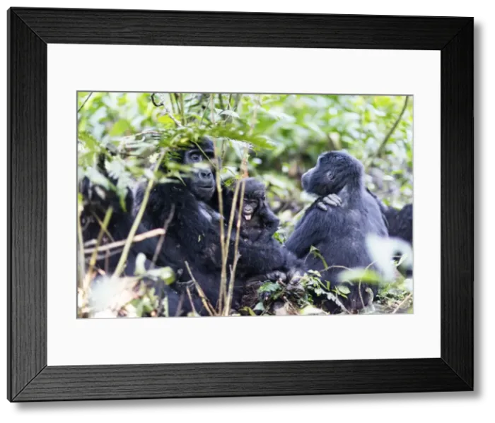 Framed Print : Gorillas, Rushegura Group, baby gorilla (Gorilla gorilla beringei), Bwindi Impenetrable Framed Print : Gorillas, Rushegura Group, baby gorilla (Gorilla gorilla beringei), Bwindi Impenetrable