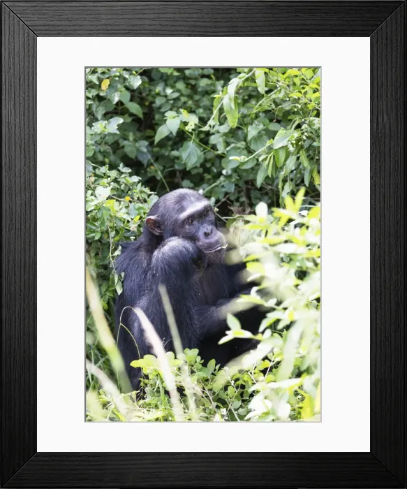 Framed Print : Common Chimpanzee (Pan troglodytes), Kyambura Gorge, Queen Elizabeth National Park Framed Print : Common Chimpanzee (Pan troglodytes), Kyambura Gorge, Queen Elizabeth National Park