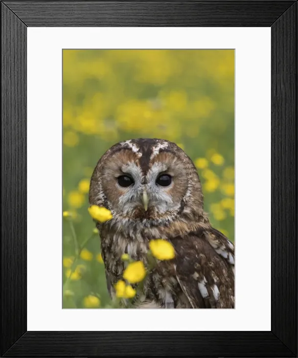 Framed Print : Tawny owl (Strix aluco) in buttercups, captive, Cumbria, England, United Kingdom, Europe Framed Print : Tawny owl (Strix aluco) in buttercups, captive, Cumbria, England, United Kingdom, Europe