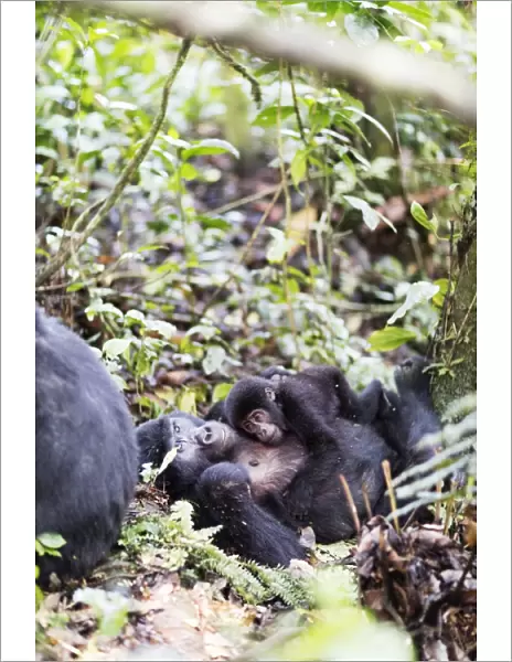Gorillas, Rushegura Group, baby gorilla (Gorilla gorilla beringei), Bwindi Impenetrable