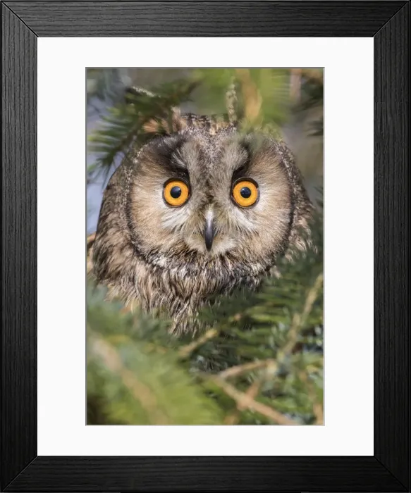 Framed Print : Long-eared owl (Asio otus), captive, United Kingdom, Europe Framed Print : Long-eared owl (Asio otus), captive, United Kingdom, Europe