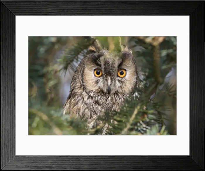 Framed Print : Long-eared owl (Asio otus), captive, United Kingdom, Europe Framed Print : Long-eared owl (Asio otus), captive, United Kingdom, Europe