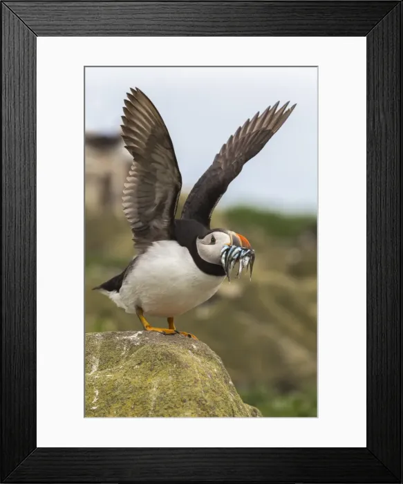 Framed Print : Puffin (Fratercula arctica) with sandeels, Farne Islands, Northumberland, England Framed Print : Puffin (Fratercula arctica) with sandeels, Farne Islands, Northumberland, England