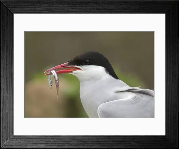Framed Print : Arctic tern (Sterna paradisaea) with sandeel, Inner Farne, Northumberland, England Framed Print : Arctic tern (Sterna paradisaea) with sandeel, Inner Farne, Northumberland, England