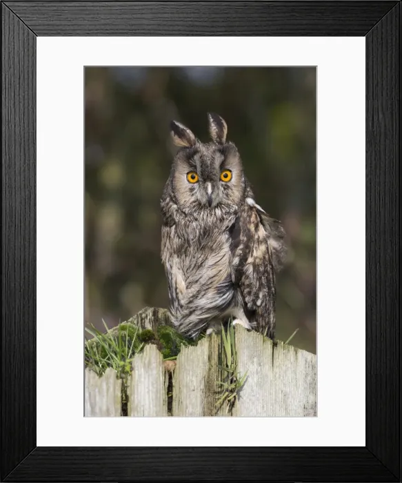 Framed Print : Long-eared owl (Asio otus), captive, United Kingdom, Europe Framed Print : Long-eared owl (Asio otus), captive, United Kingdom, Europe