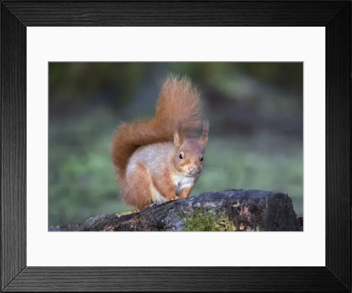Framed Print : Red squirrel (Sciurus vulgaris), Eskrigg Nature Reserve, Lockerbie, Scotland, United Kingdom Framed Print : Red squirrel (Sciurus vulgaris), Eskrigg Nature Reserve, Lockerbie, Scotland, United Kingdom