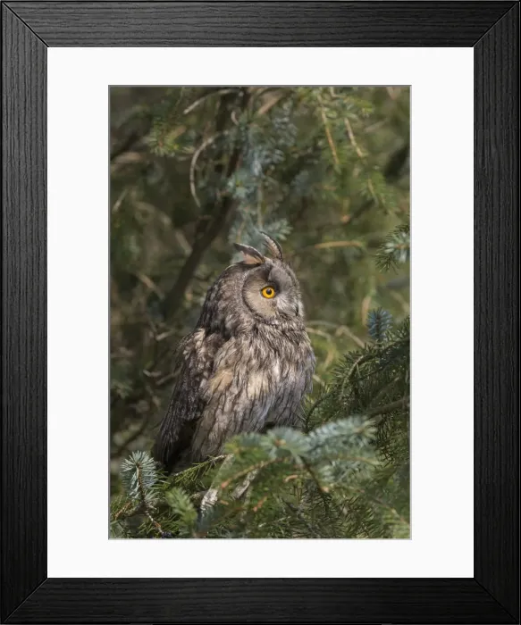 Framed Print : Long-eared owl (Asio otus), captive, United Kingdom, Europe Framed Print : Long-eared owl (Asio otus), captive, United Kingdom, Europe