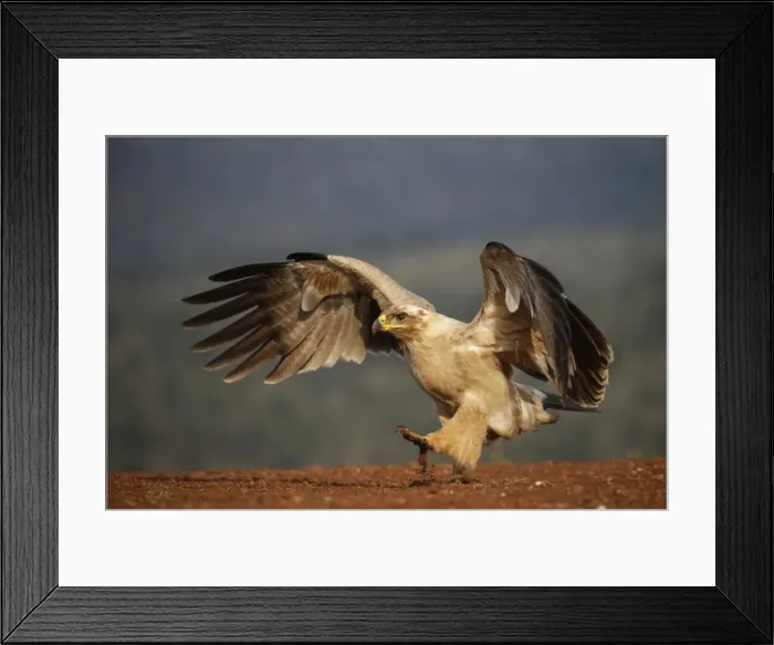 Framed Print : Tawny eagle (Aquila rapax), Zimanga Private Game Reserve, KwaZulu-Natal, South Africa Framed Print : Tawny eagle (Aquila rapax), Zimanga Private Game Reserve, KwaZulu-Natal, South Africa