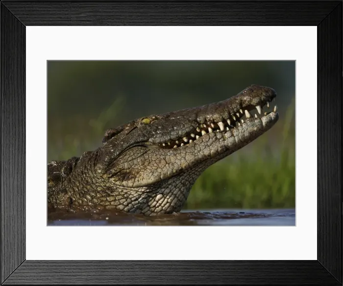 Framed Print : Nile crocodile (Crocodylus niloticus), Zimanga Private Game Reserve, KwaZulu-Natal Framed Print : Nile crocodile (Crocodylus niloticus), Zimanga Private Game Reserve, KwaZulu-Natal