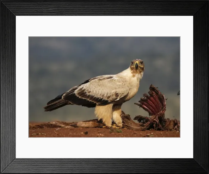 Framed Print : Tawny eagle (Aquila rapax) on carcass, Zimanga Private Game Reserve, KwaZulu-Natal Framed Print : Tawny eagle (Aquila rapax) on carcass, Zimanga Private Game Reserve, KwaZulu-Natal