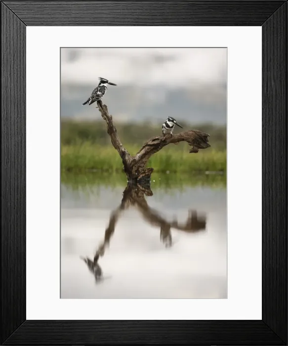 Framed Print : Pied kingfishers (Ceryle rudis), Zimanga Private Game Reserve, KwaZulu-Natal, South Africa Framed Print : Pied kingfishers (Ceryle rudis), Zimanga Private Game Reserve, KwaZulu-Natal, South Africa
