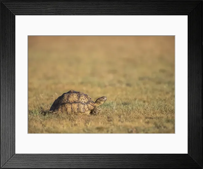 Framed Print : Leopard (mountain) tortoise (Stigmochelys pardalis), Kgalagadi Transfrontier Park Framed Print : Leopard (mountain) tortoise (Stigmochelys pardalis), Kgalagadi Transfrontier Park