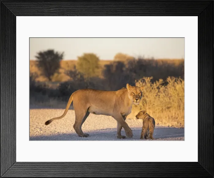 Framed Print : Lion (Panthera leo) with cub, Kgalagadi Transfrontier Park, Northern Cape, South Africa Framed Print : Lion (Panthera leo) with cub, Kgalagadi Transfrontier Park, Northern Cape, South Africa