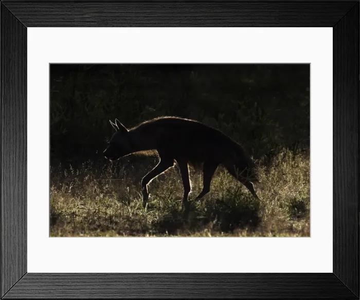 Framed Print : Brown hyaena (Hyaena brunnea), Kgalagadi Transfrontier Park, Northern Cape, South Africa Framed Print : Brown hyaena (Hyaena brunnea), Kgalagadi Transfrontier Park, Northern Cape, South Africa