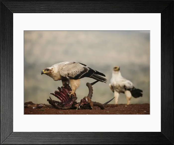 Framed Print : Tawny eagle (Aquila rapax) on carcass, Zimanga Private Game Reserve, KwaZulu-Natal Framed Print : Tawny eagle (Aquila rapax) on carcass, Zimanga Private Game Reserve, KwaZulu-Natal