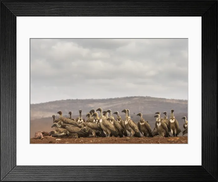 Framed Print : Whitebacked vultures (Gyps africanus) feeding, Zimanga Private Game Reserve, KwaZulu-Natal Framed Print : Whitebacked vultures (Gyps africanus) feeding, Zimanga Private Game Reserve, KwaZulu-Natal