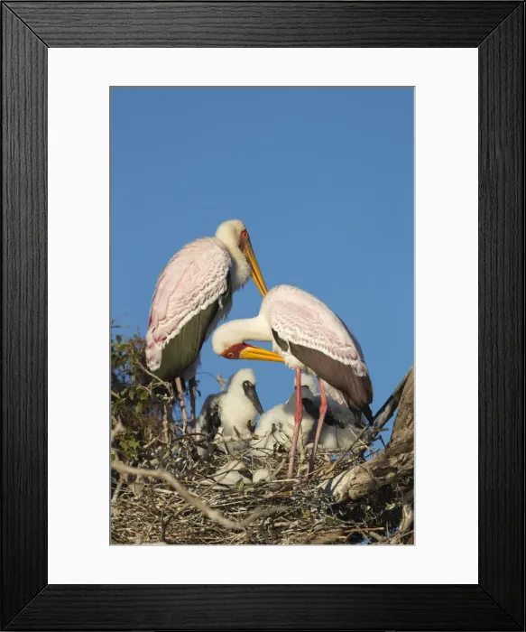 Framed Print : Yellow-billed stork (Mycteria ibis) on nest, Chobe River, Botswana, Africa Framed Print : Yellow-billed stork (Mycteria ibis) on nest, Chobe River, Botswana, Africa