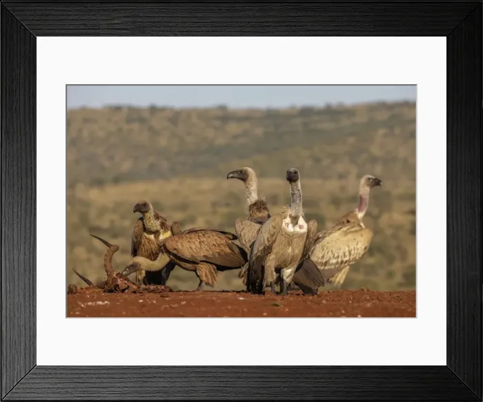 Framed Print : Whitebacked vultures (Gyps africanus) at carcass, Zimanga Private Game Reserve, KwaZulu-Natal